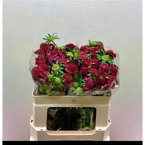 Scabiosa Raspberry Scoop Rozelman Ziv