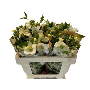 Helleborus Queens White