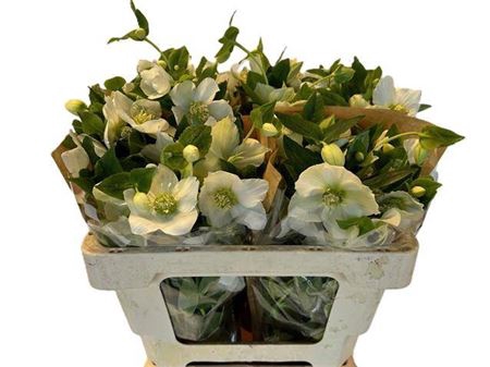 <h4>Helleborus Queens White</h4>