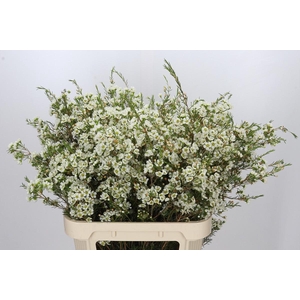 Chamelaucium Ivory Pearl