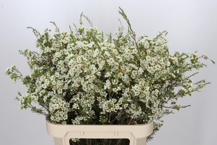 <h4>Chamelaucium Ivory Pearl</h4>