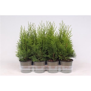 Thuja occidentalis 'Smaragd'
