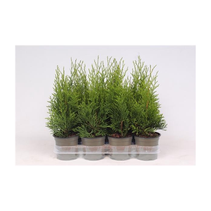 <h4>Thuja occidentalis 'Smaragd'</h4>