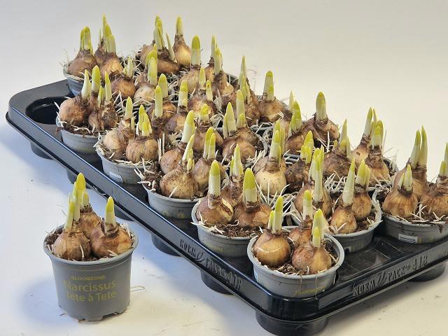 <h4>NARC O TETE A TETE</h4>