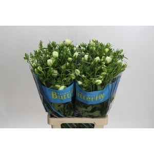 Ranunculus Butterfly Ninos