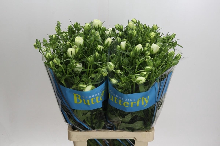 Ranunculus Butterfly Ninos