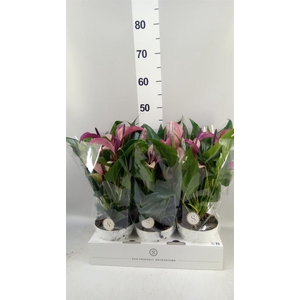Anthurium  'Zizou'