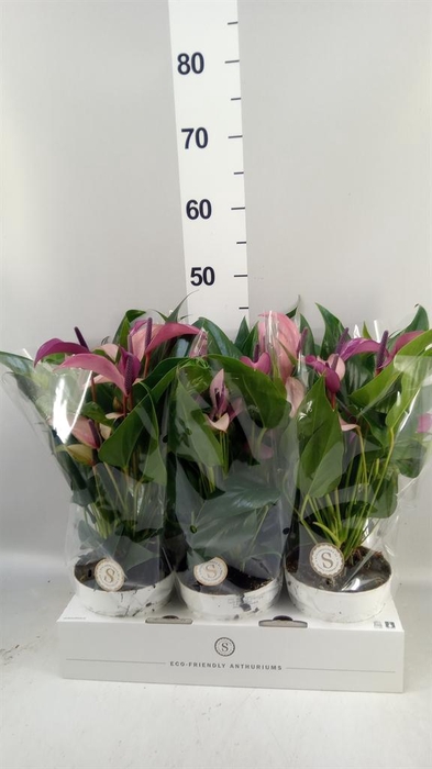 <h4>Anthurium  'Zizou'</h4>