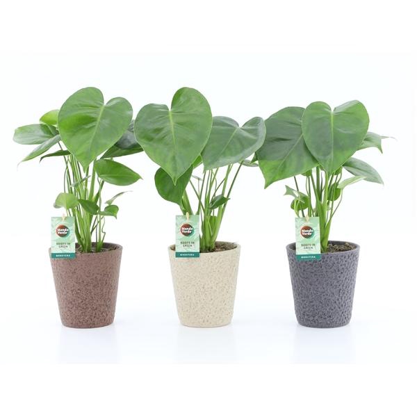 <h4>Monstera deliciosa</h4>