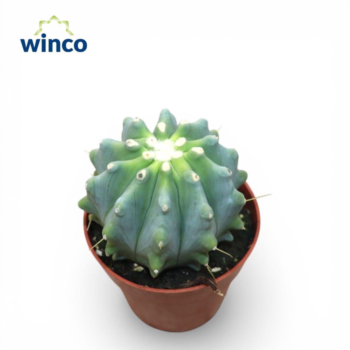 <h4>Ferocactus Glaucescends Inermis</h4>