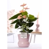 Anthurium pink (Spirit) in P&PURE Plant Vase Maxima pink