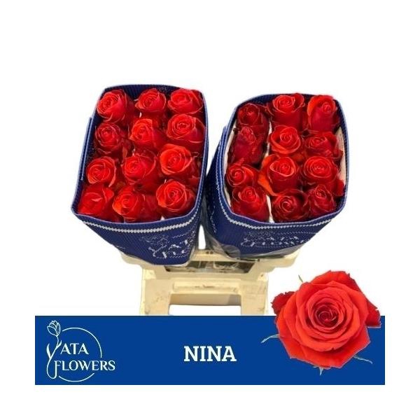 <h4>R gr Nina L6</h4>