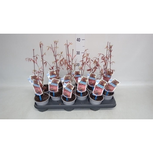 Acer palmatum 'Atropurpureum'