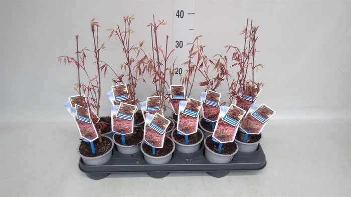 <h4>Acer palmatum 'Atropurpureum'</h4>