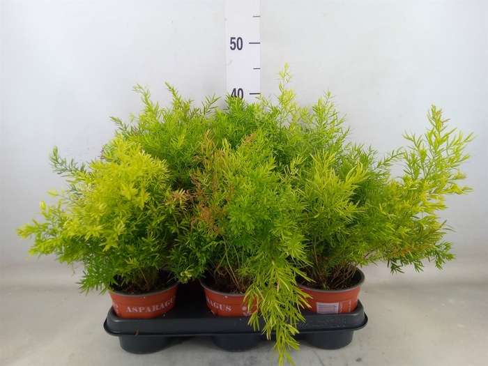 <h4>Asparagus dens. 'Cwebe'</h4>