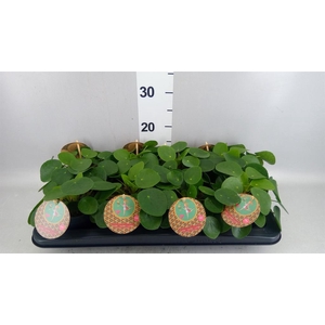 Pilea peperomioides