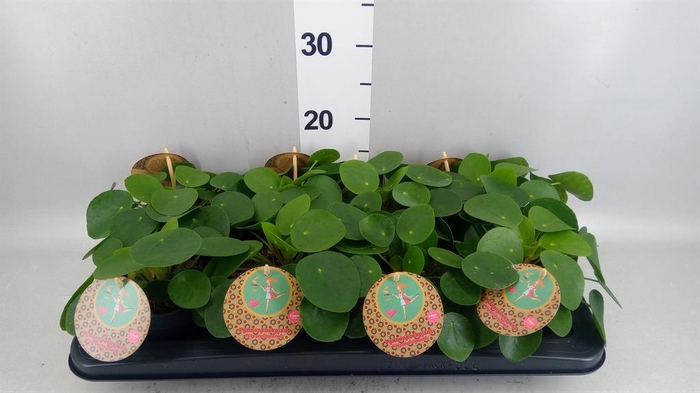 <h4>Pilea peperomioides</h4>