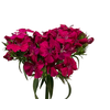 DIANTHUS BARBADUS AMAZON NEON CHERRY