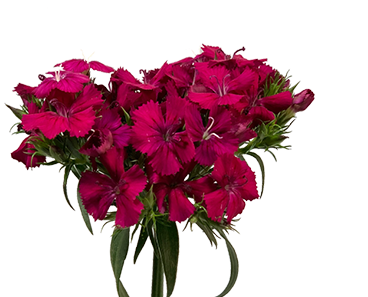 DIANTHUS BARBADUS AMAZON NEON CHERRY