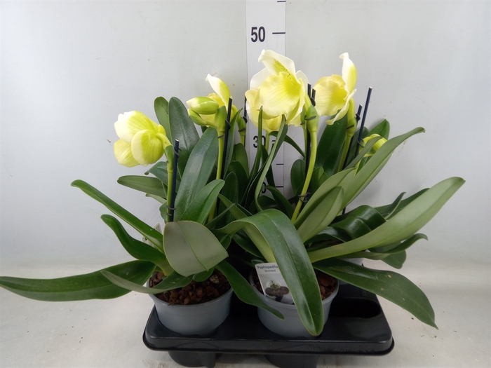 <h4>Paphiopedilum american hybride mix</h4>