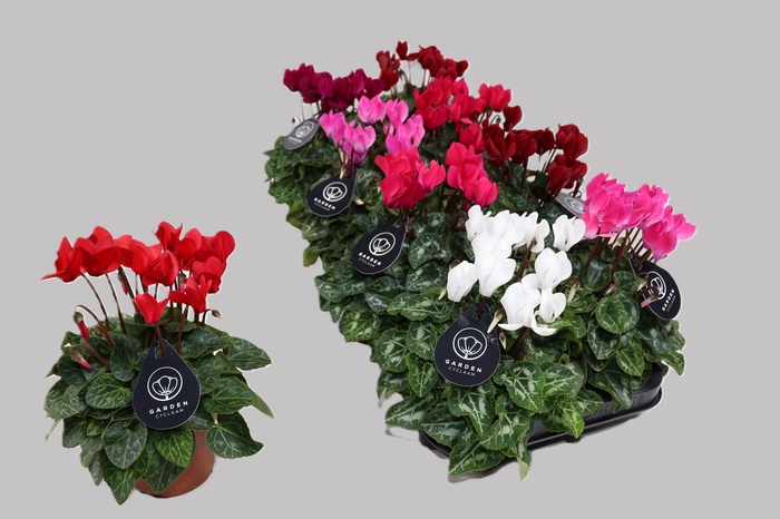 <h4>CYCL KL GARDEN</h4>