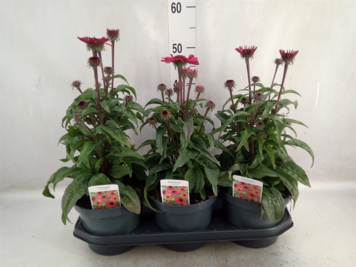 <h4>Echinacea purp.</h4>