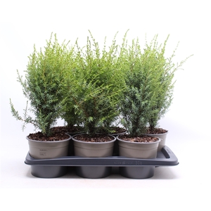 Juniperus communis 'Arnold'