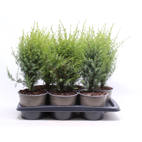 <h4>Juniperus communis 'Arnold'</h4>