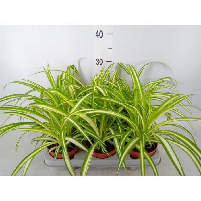 <h4>Chlorophytum com. 'Variegatum'</h4>