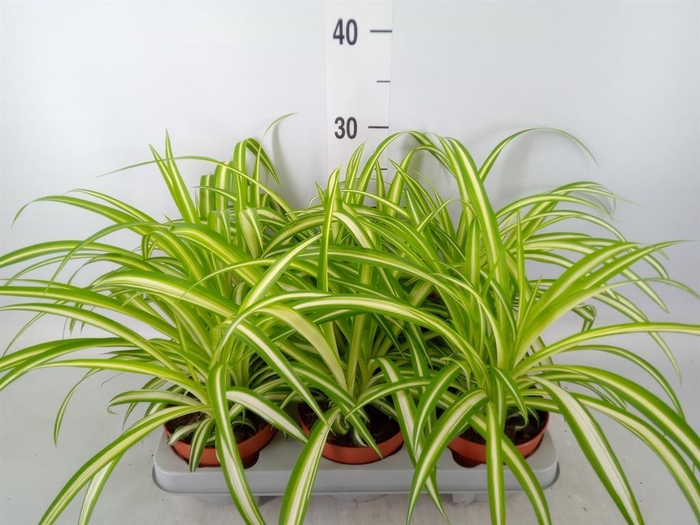 <h4>Chlorophytum com. 'Variegatum'</h4>