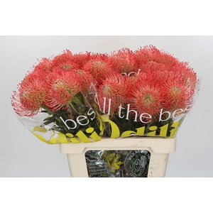Nutans Ayoba Pink