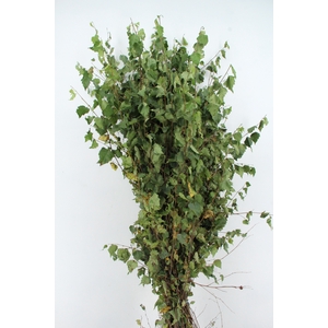 BETULA MET BLAD