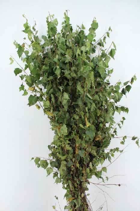 <h4>BETULA MET BLAD</h4>