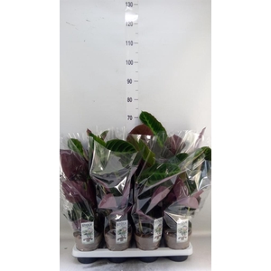 Calathea warscewiczii