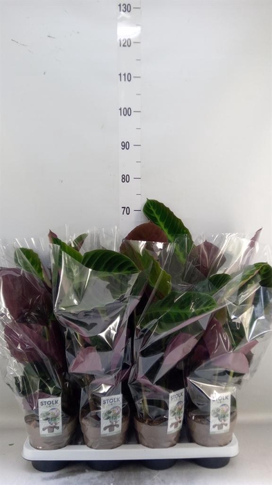 <h4>Calathea warscewiczii</h4>