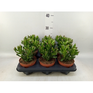 Crassula ovata 'Trompet'