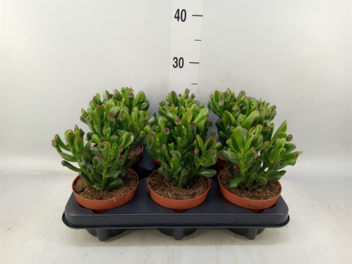 <h4>Crassula ovata 'Trompet'</h4>