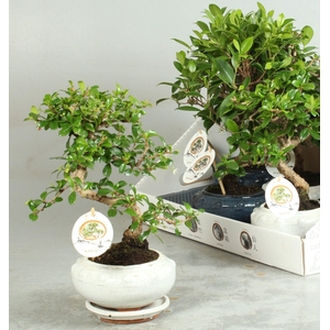 BONSAI GEM