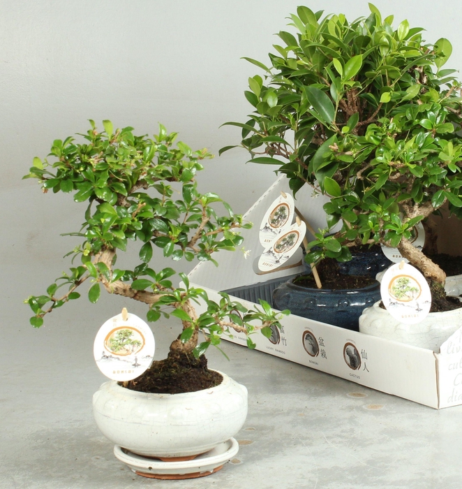 <h4>BONSAI GEM</h4>