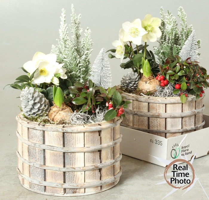 <h4>ARR TUINPLANTEN</h4>