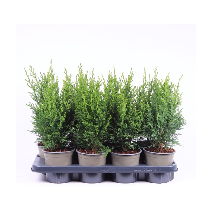 <h4>Chamaecyparis lawsoniana 'Robusta'</h4>