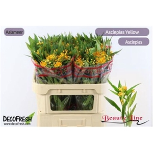 Ascl Incarnata Yellow