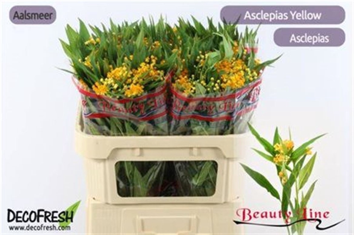 <h4>Ascl Incarnata Yellow</h4>