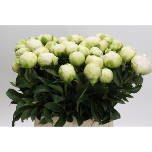 Paeonia Brother Chuck