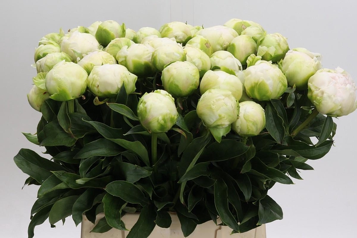 <h4>Paeonia Brother Chuck</h4>