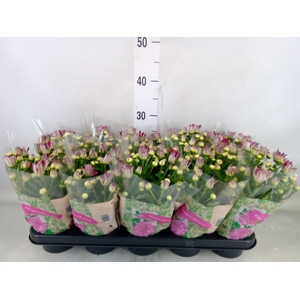 Chrysanthemum  'Rainbow Carousel'