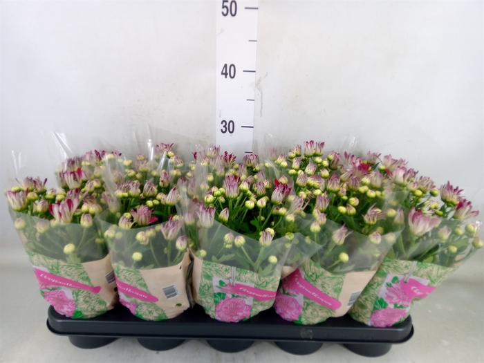 <h4>Chrysanthemum  'Rainbow Carousel'</h4>