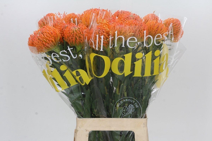 <h4>Nutans Ayoba Peach</h4>