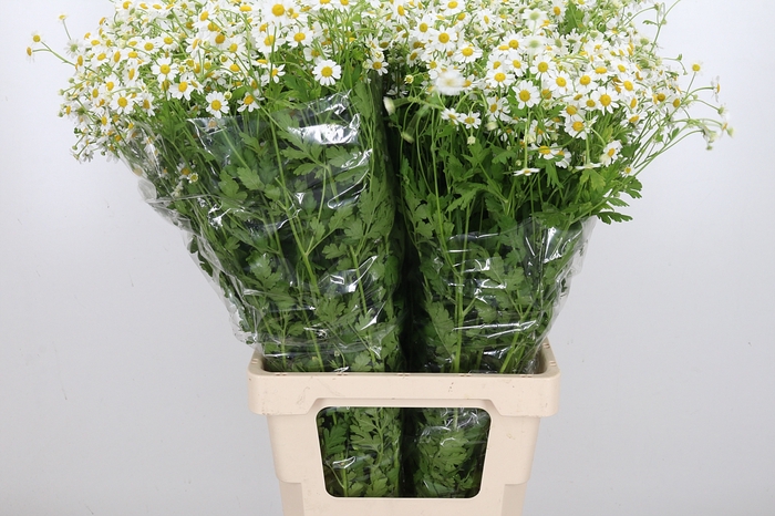<h4>Tanacetum Pa Single Vegmo</h4>
