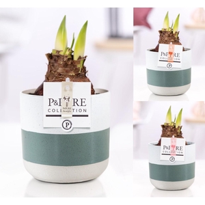 Hippeastrum mix in P&PURE Lauren ceramics